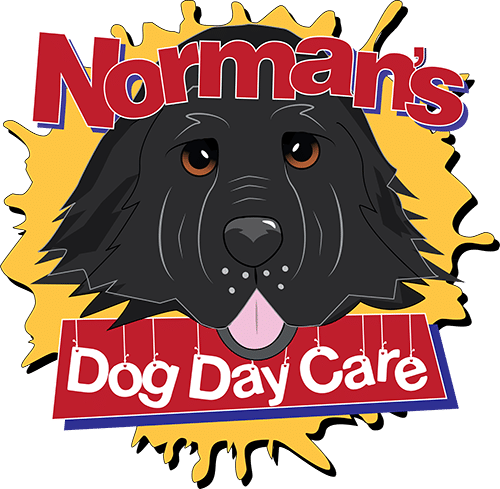 normans dog day care